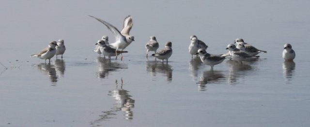 Piping Plovers
